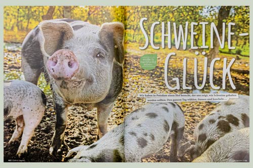 Glückliche Schweine - Health - Seite 1